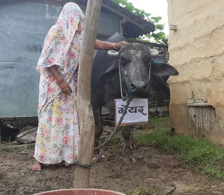 मेयरलाई भैंसि बनाईएछी....